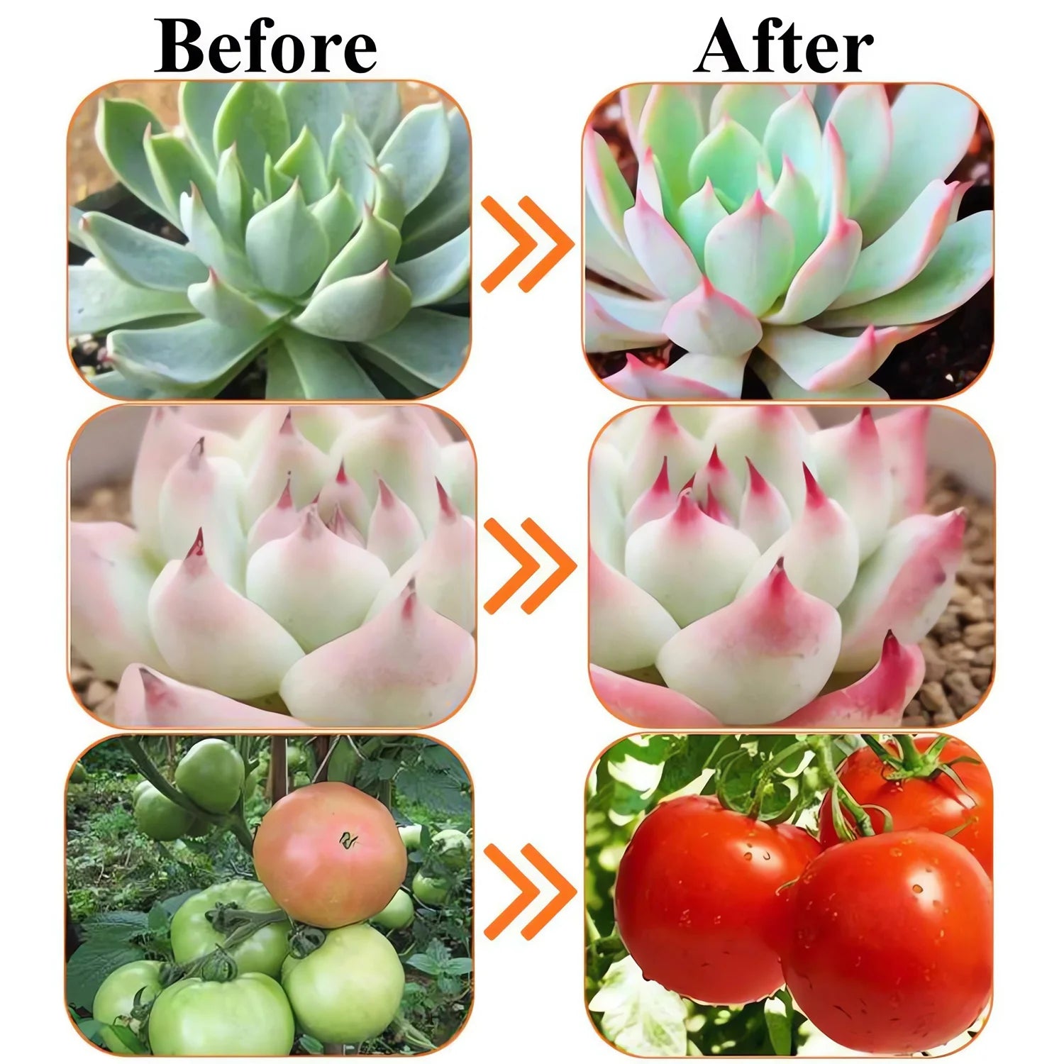 Before and after comparison of succulents and tomatoes