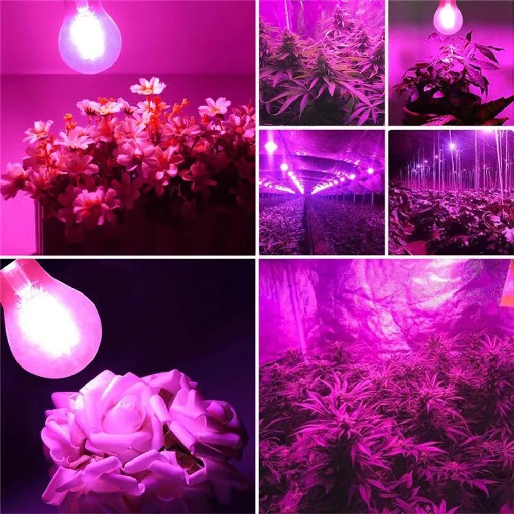 Collage of plants under pink LED grow lights with close-ups of flowers and plants.