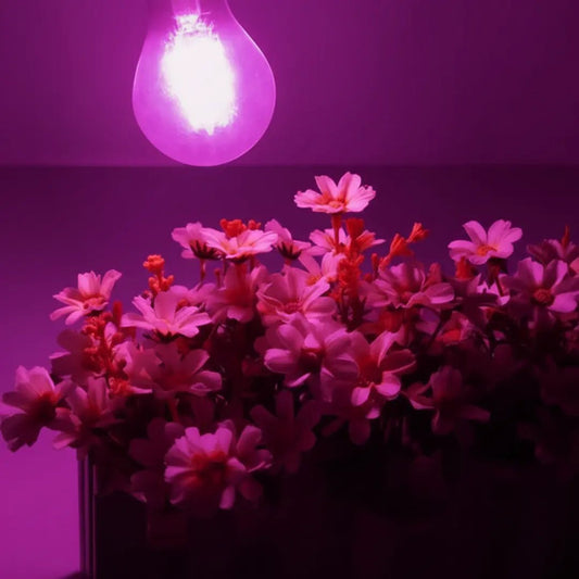 Pink flowers under a pink light bulb on a dark background