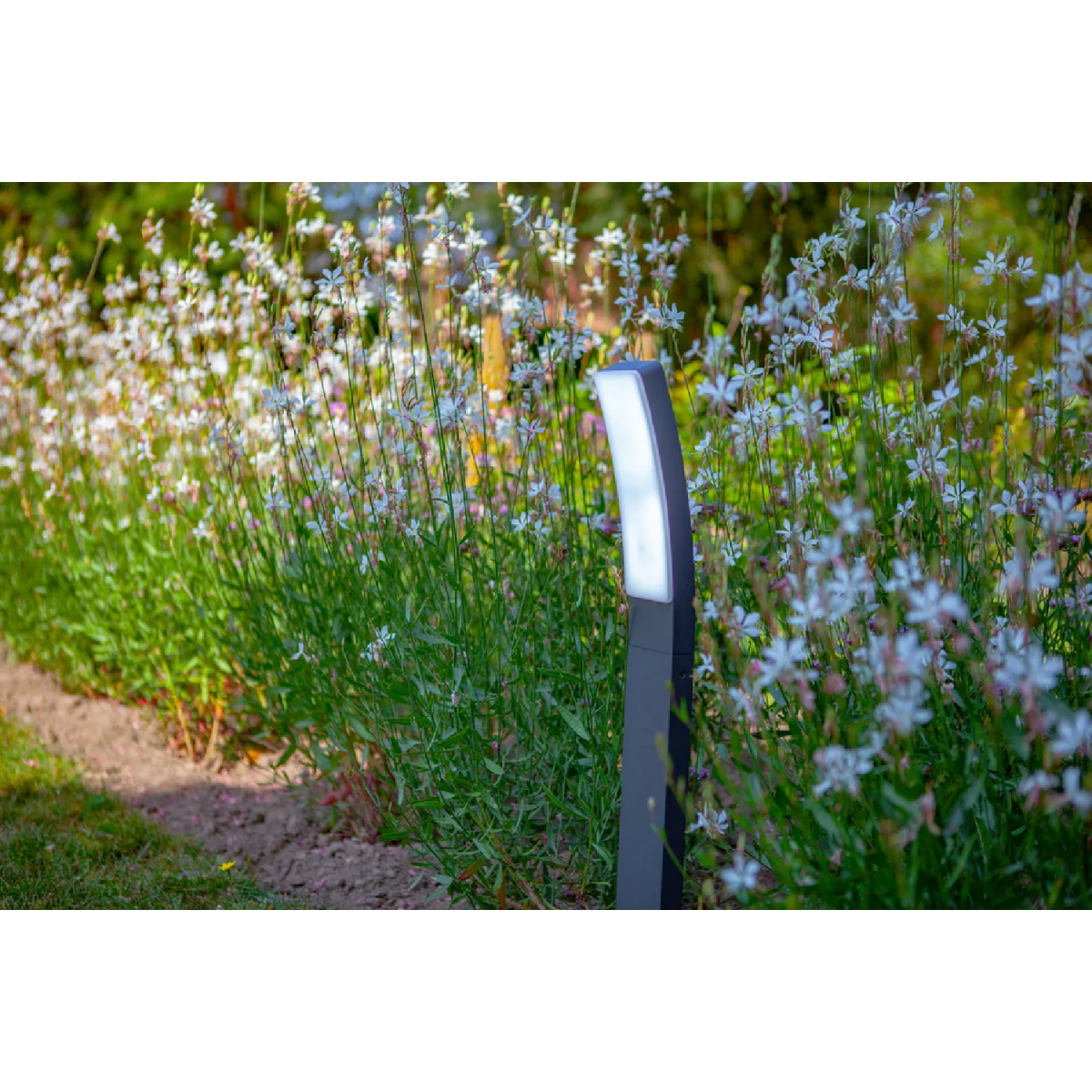 LED Pole Lights