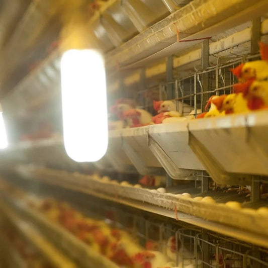Livestock LED lamp

