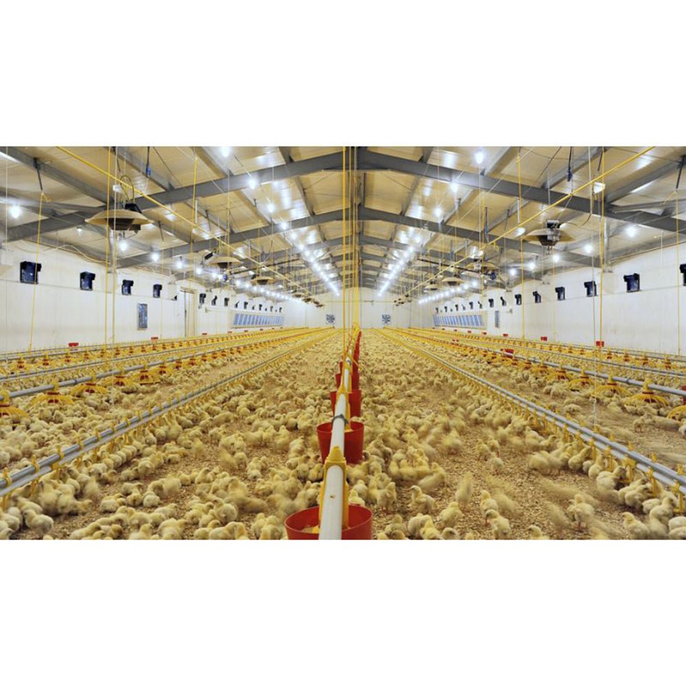 Broiler house LED light

